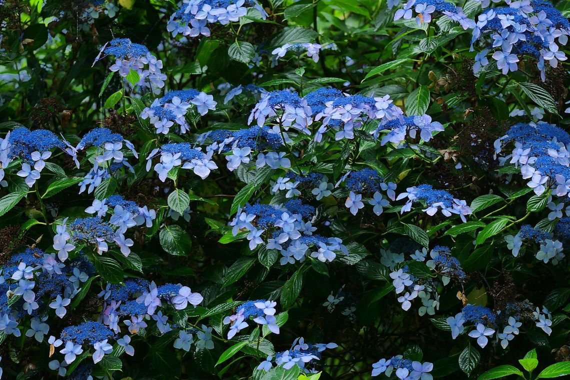 霧雨の「太平山」へ・・・紫陽花を_a0031821_09490709.jpg