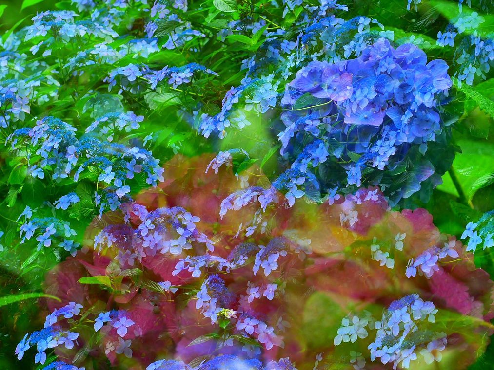 霧雨の「太平山」へ・・・紫陽花を_a0031821_09522787.jpg