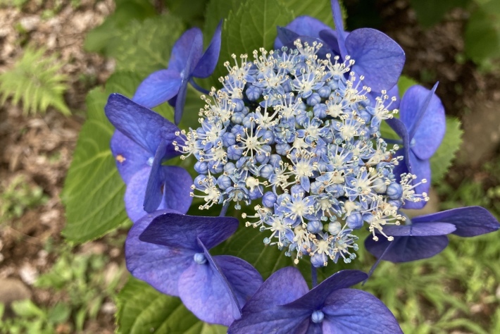 紫陽花 ブルーダイヤモンド いのり Deep Breathings Of The Heart