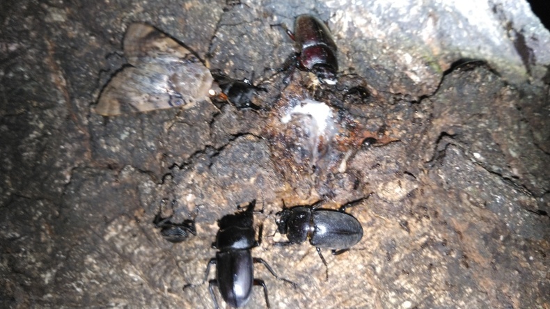 6月24日のクワガタ採集 Fatal Furyのクワガタ カブトムシ 6月24日のクワガタ採集 Fatal Furyのクワガタ カブトムシ