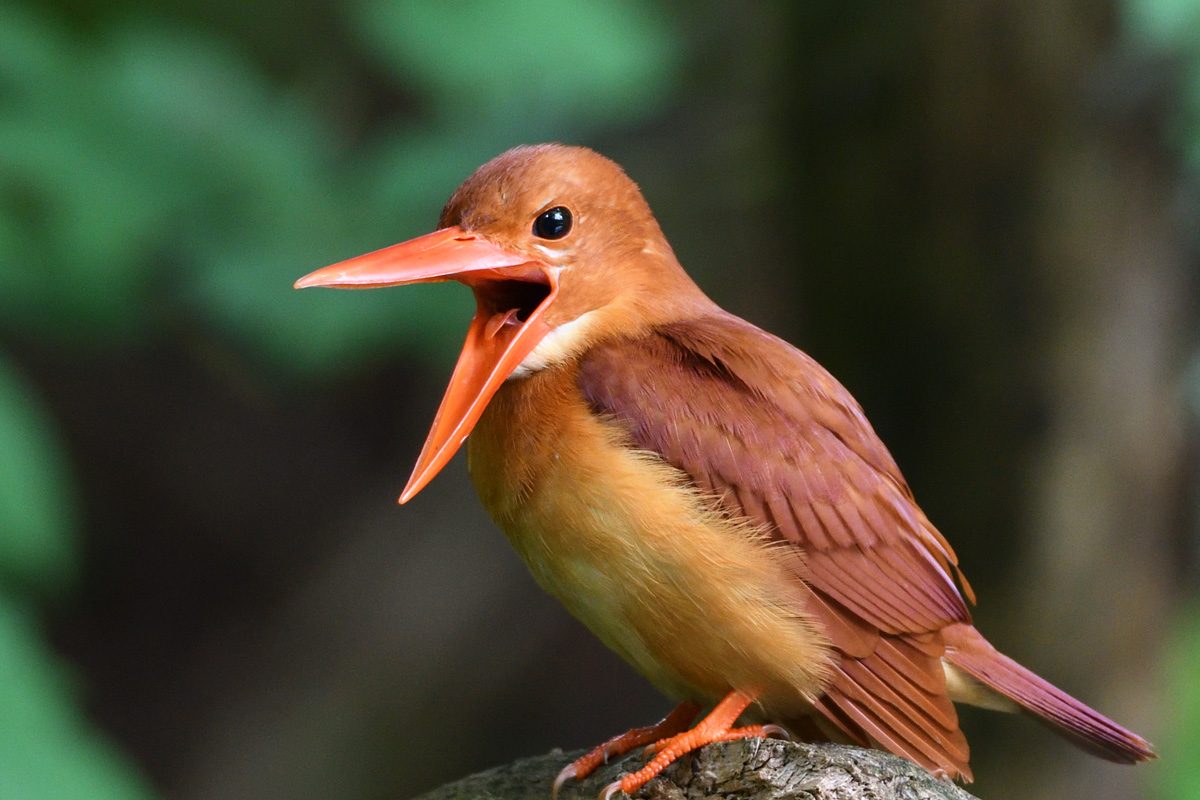 アカショウビンは舌も赤い 鳥 撮り トリミング