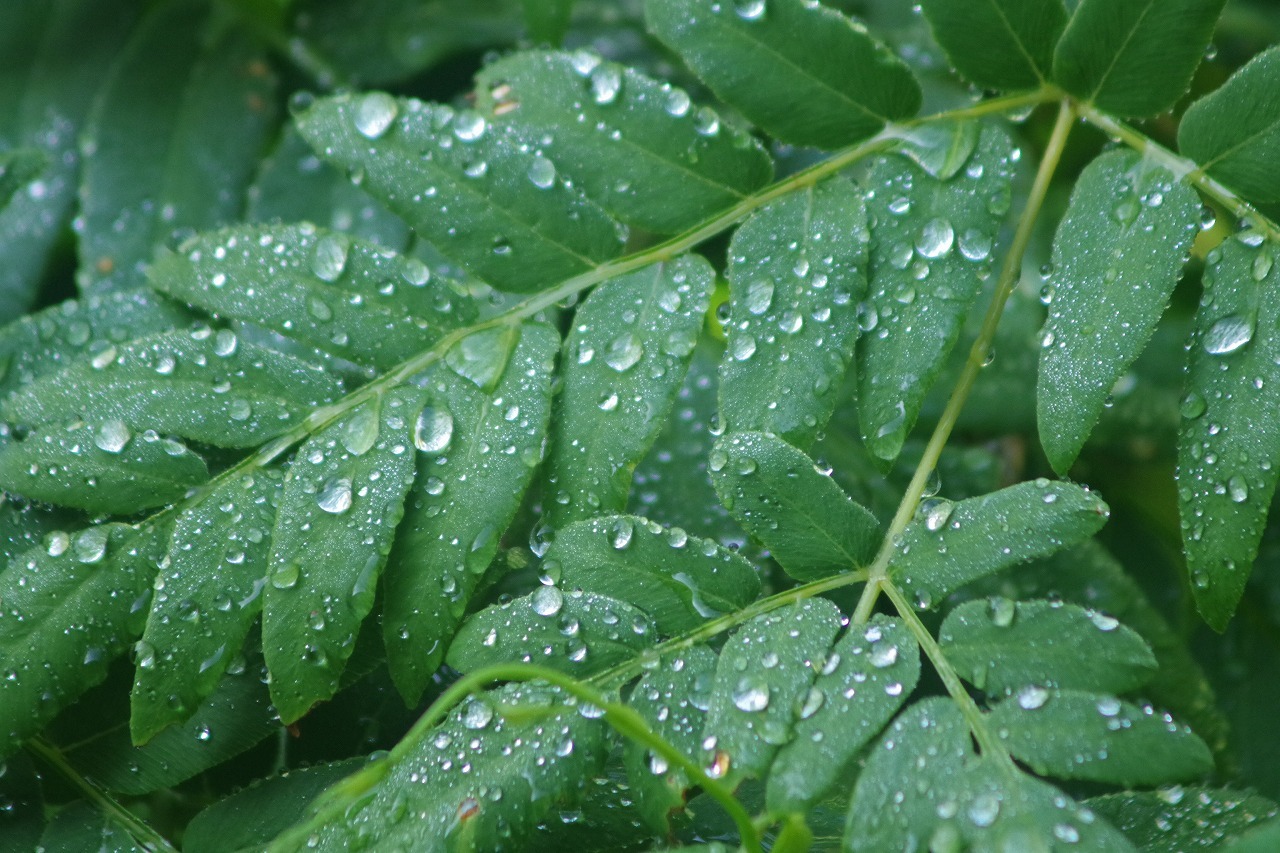 6月25日 雨_f0114346_07455988.jpg