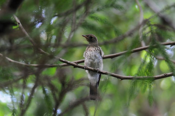 サンコウチョウ幼鳥_a0394848_16085966.jpg