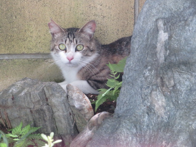 6月から咲くゼフィランサスとガクアジサイ_f0329849_17014758.jpg