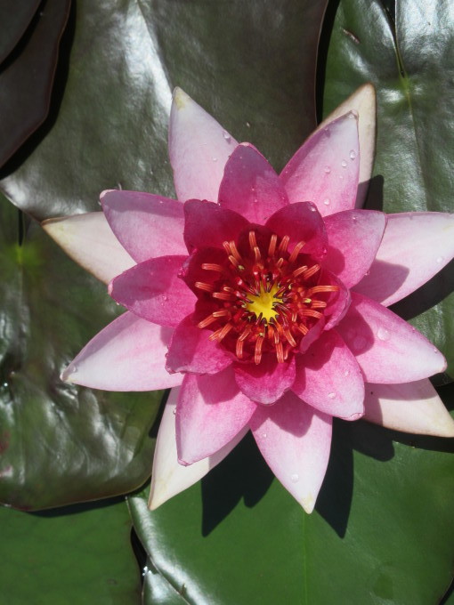 水生植物公園水の森の「睡蓮と蓮」_d0154954_17431876.jpg