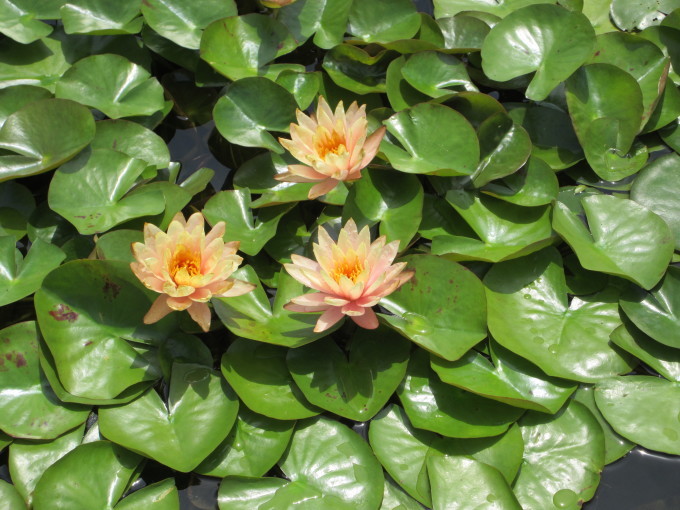 水生植物公園水の森の「睡蓮と蓮」_d0154954_17470294.jpg