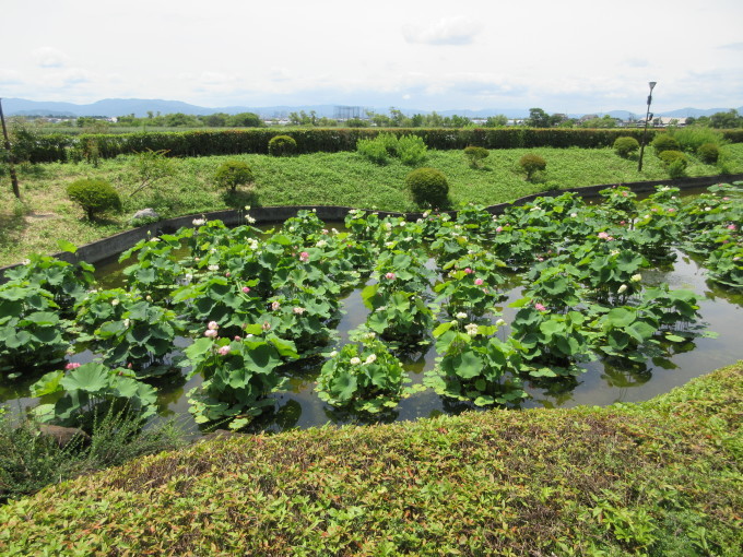 水生植物公園水の森の「睡蓮と蓮」_d0154954_17483164.jpg