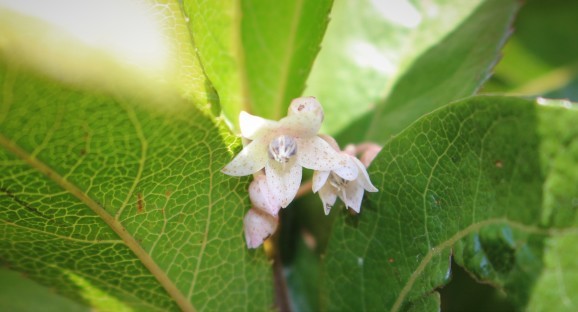 藪柑子 ヤブコウジ ひげ爺の花便り 藪柑子 ヤブコウジ ひげ爺の花便り