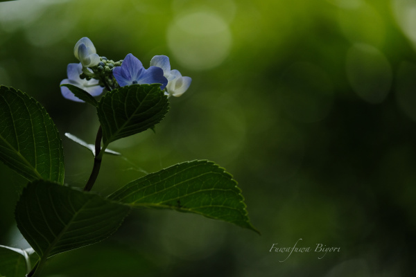 京都の紫陽花 ＊＊_d0344864_21184727.jpg