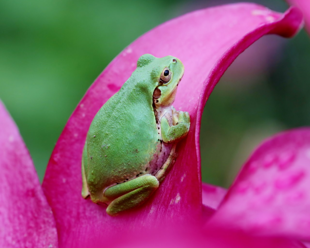 フラワーパークなのに虫撮り_c0305565_17294693.jpg