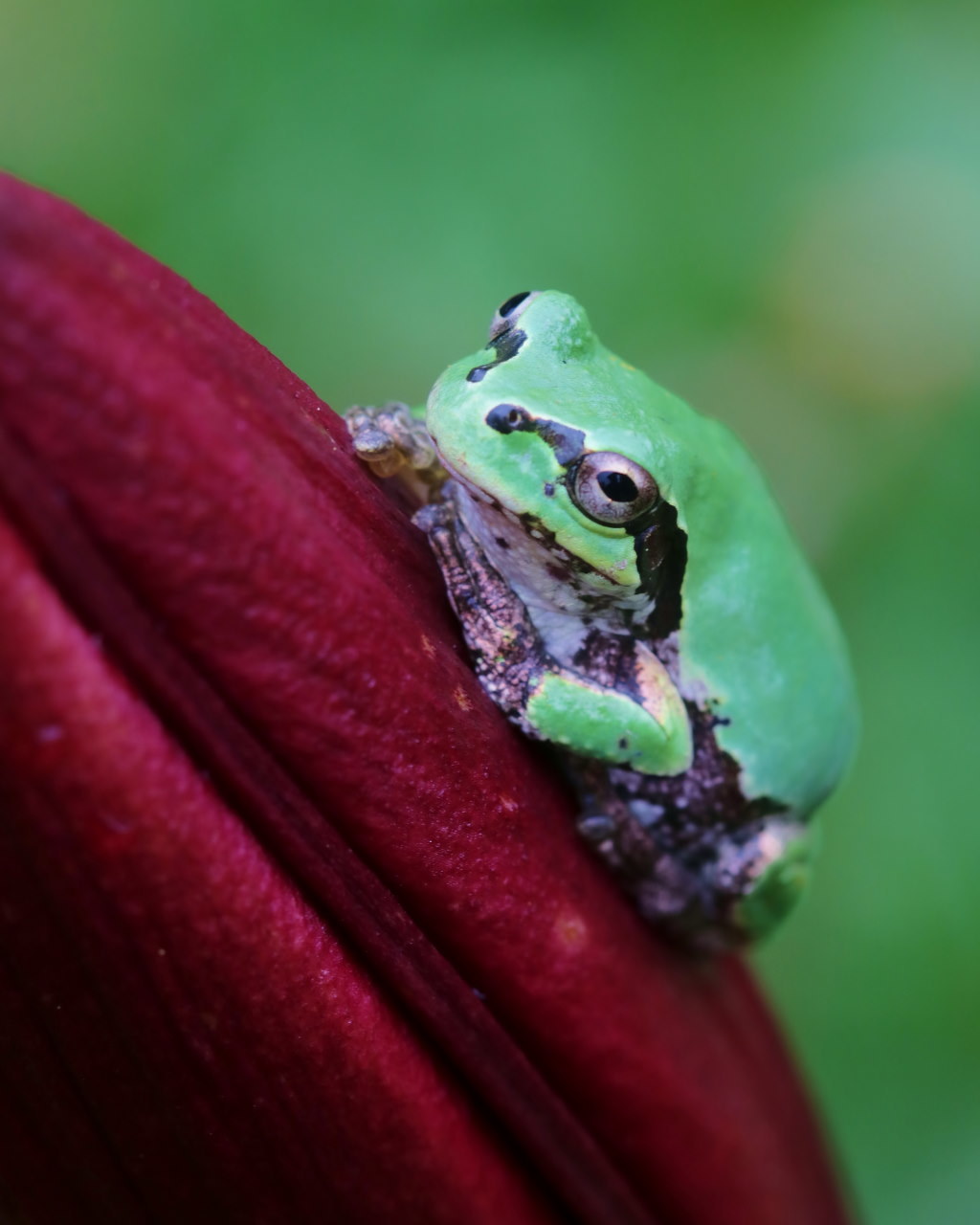 フラワーパークなのに虫撮り_c0305565_17301272.jpg