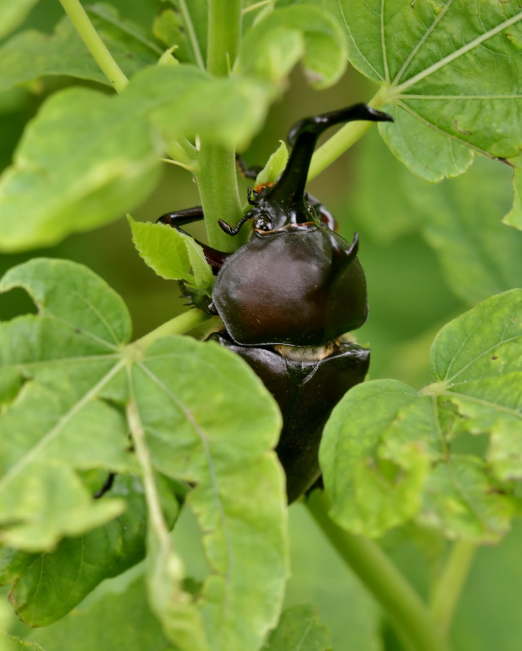 フラワーパークなのに虫撮り_c0305565_17304138.jpg