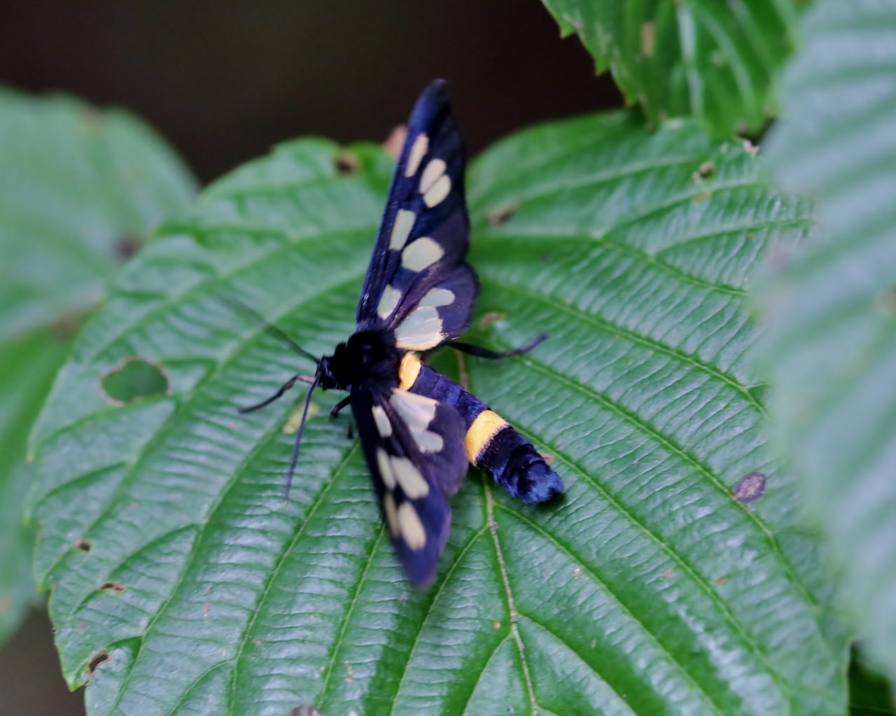 フラワーパークなのに虫撮り_c0305565_17321898.jpg
