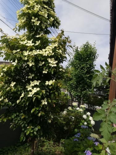 ヤマボウシ ブックカフェされど