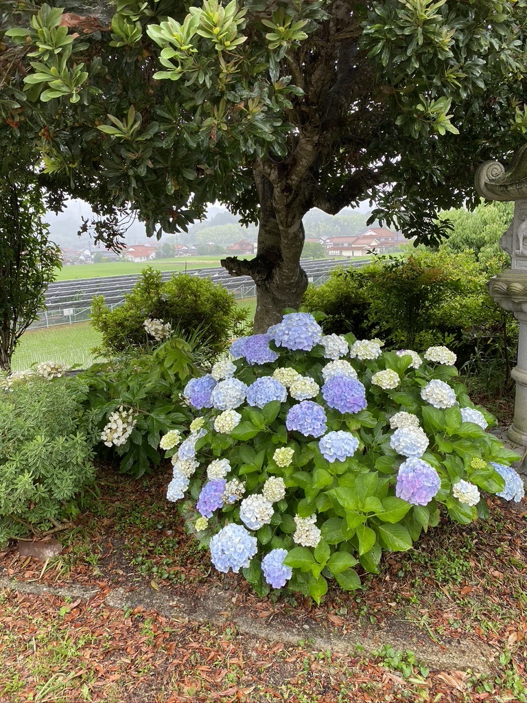 雨の日の庭の紫陽花 デッキの紫陽花は Crosse 便り 雨の日の庭の紫陽花 デッキの紫陽花は Crosse 便り