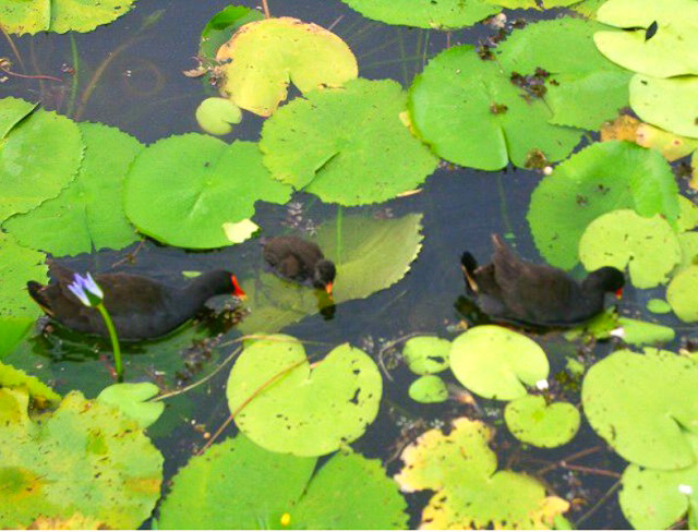 生まれ変われるなら草食動物がいい_f0346196_21100939.jpg