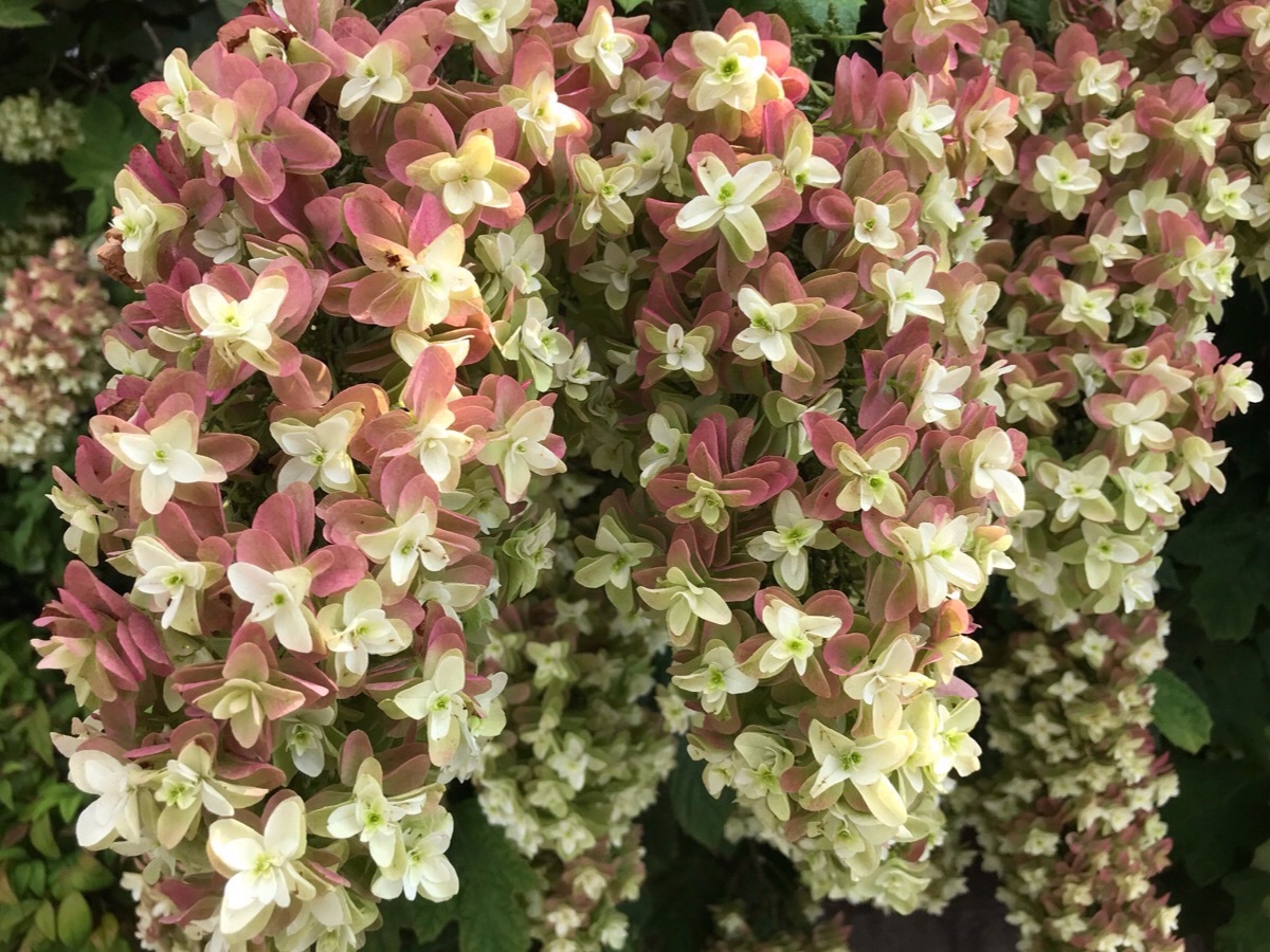 紫陽花 大きくなり過ぎた柏葉紫陽花を その日 その日 紫陽花 大きくなり過ぎた柏葉紫陽花を その日 その日