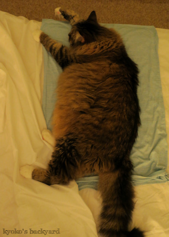 猫と冷感枕カバー、その後_b0253205_08270408.jpg