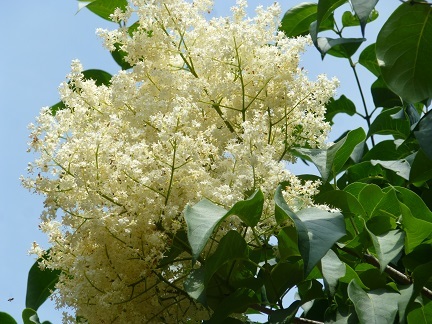 北大植物園_b0198109_20364907.jpg