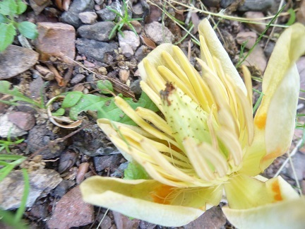 北大植物園_b0198109_20385557.jpg
