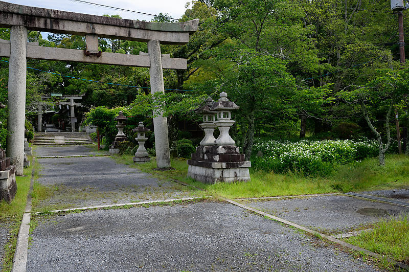 半夏生@三宅八幡宮_f0032011_19193288.jpg