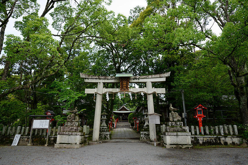 半夏生@三宅八幡宮_f0032011_19211866.jpg