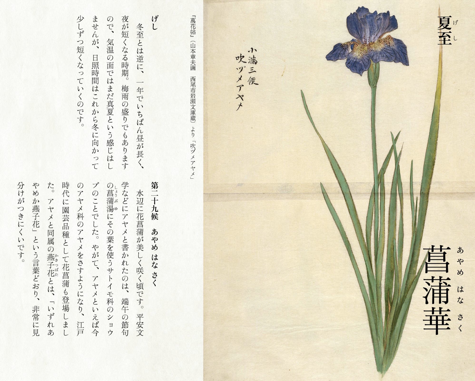 夏至の第二十九候「菖蒲華 (あやめはなさく)」_c0025115_22093160.jpg
