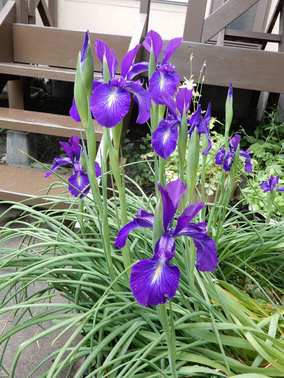 夏至の第二十九候「菖蒲華 (あやめはなさく)」_c0025115_22120275.jpg