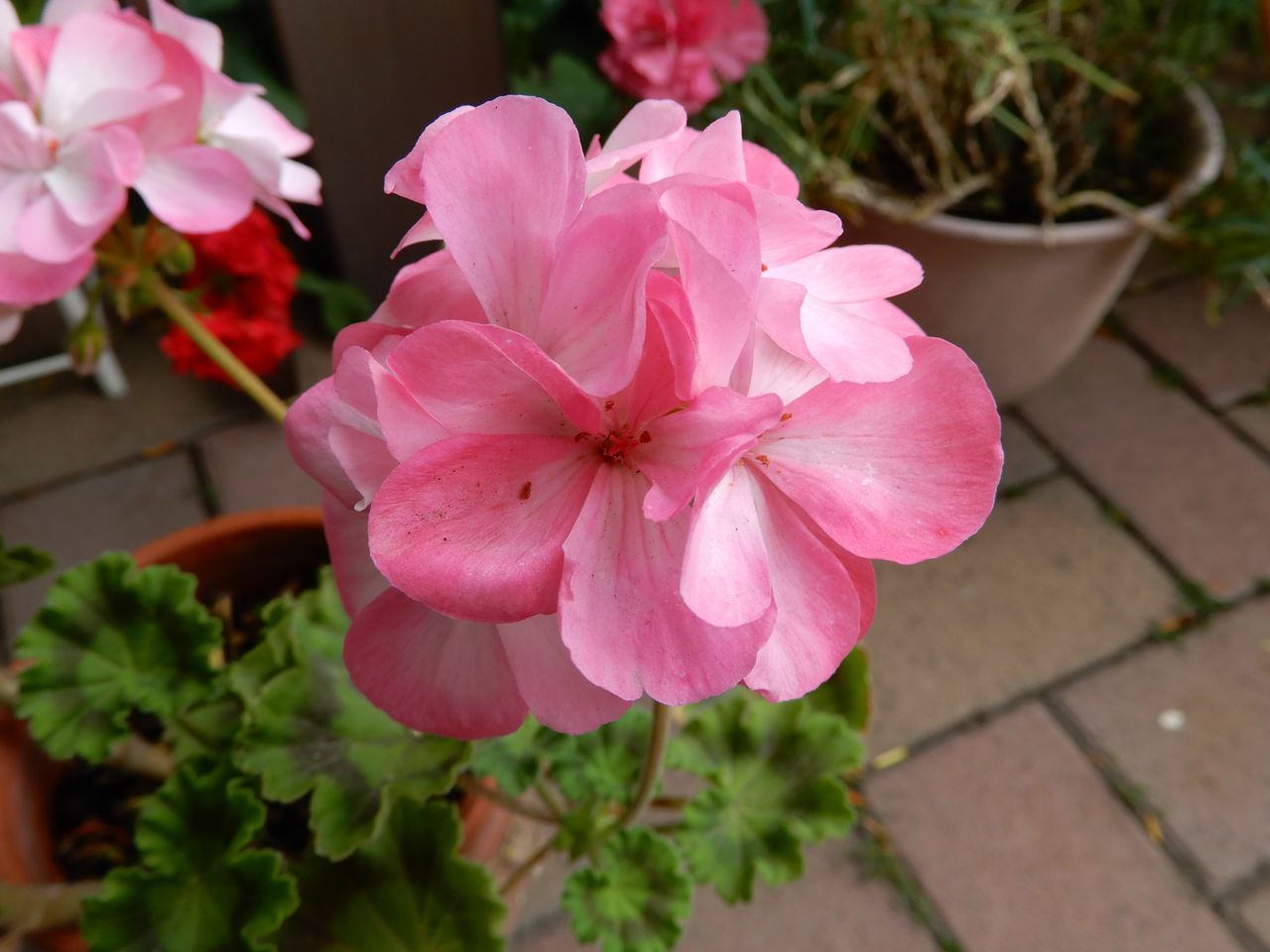 夏至の第二十九候「菖蒲華 (あやめはなさく)」_c0025115_22161723.jpg