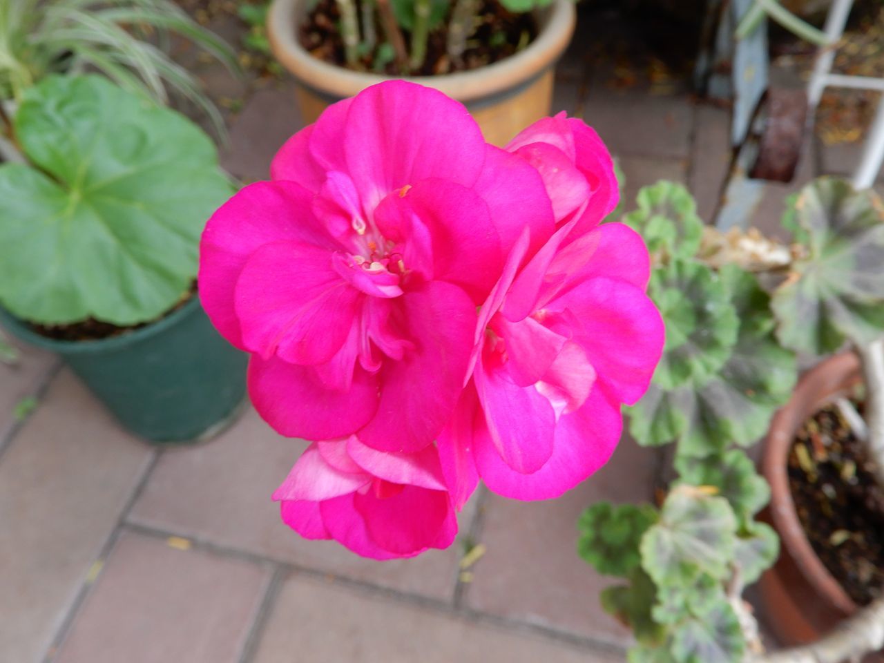 夏至の第二十九候「菖蒲華 (あやめはなさく)」_c0025115_22163308.jpg