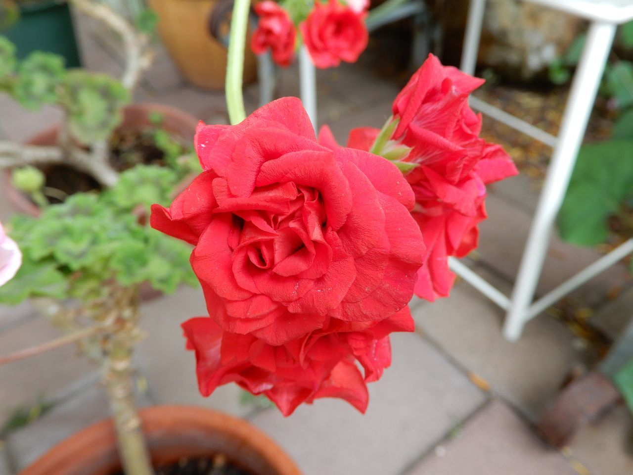 夏至の第二十九候「菖蒲華 (あやめはなさく)」_c0025115_22163784.jpg