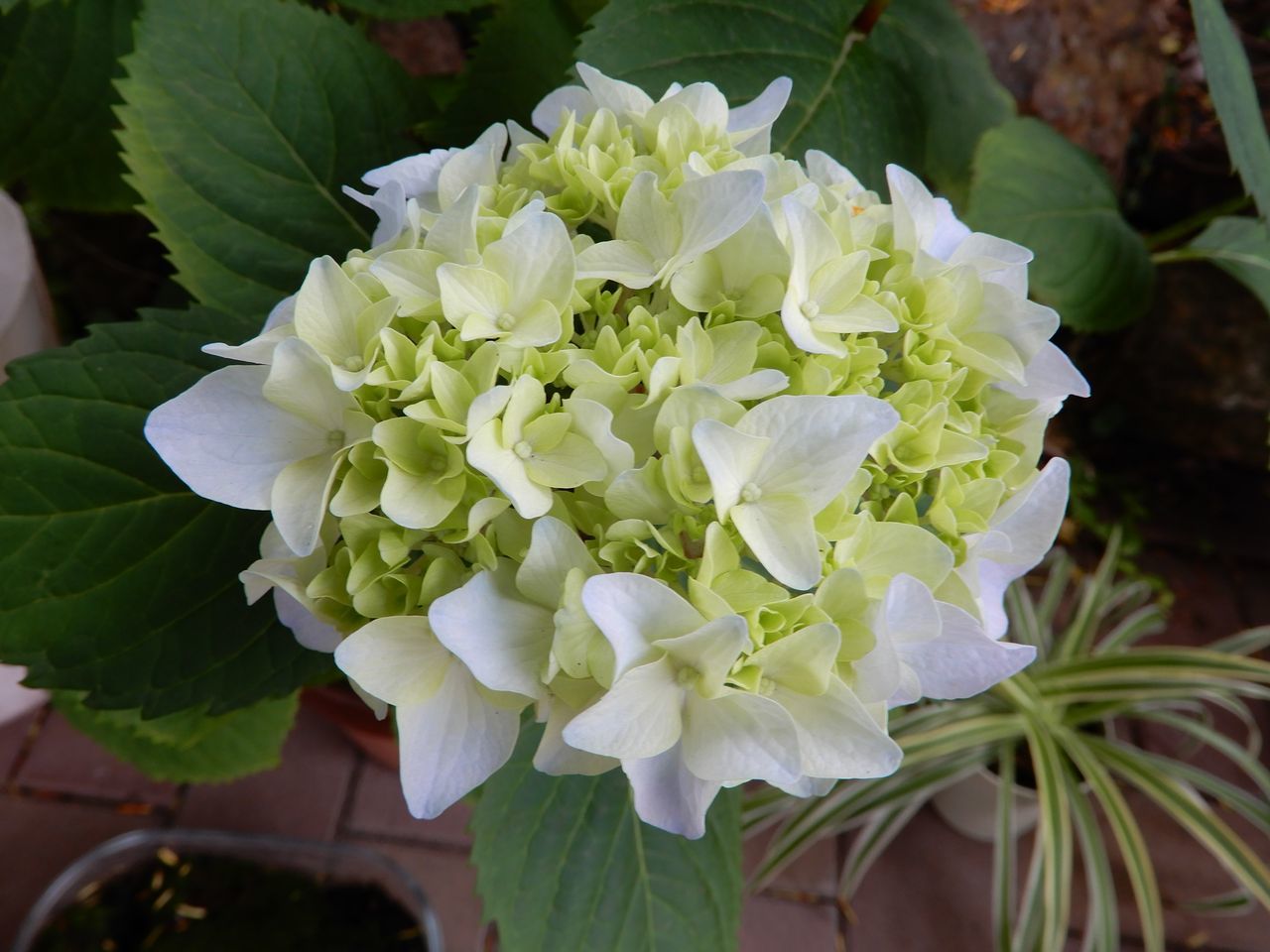 夏至の第二十九候「菖蒲華 (あやめはなさく)」_c0025115_22190720.jpg