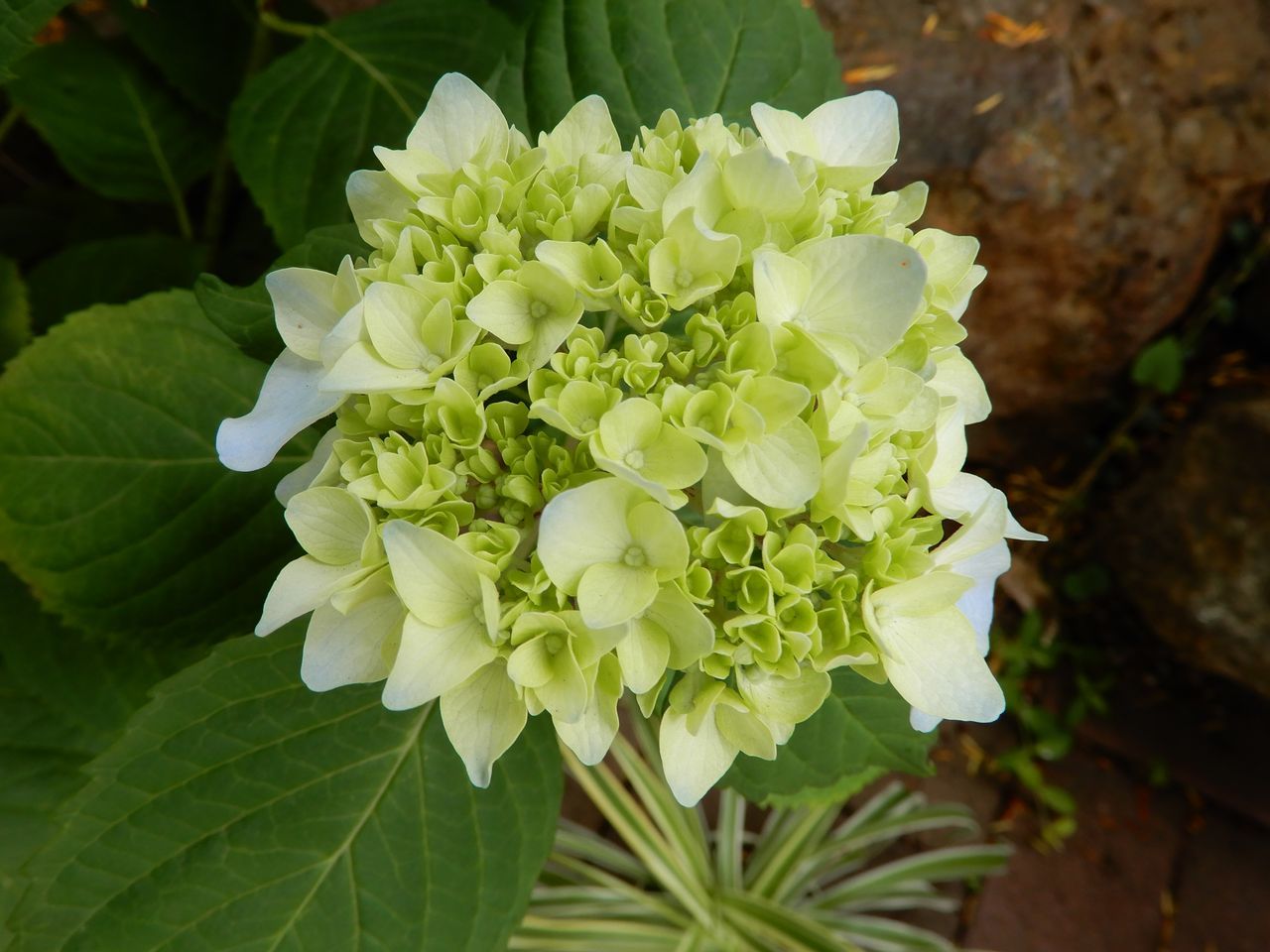 夏至の第二十九候「菖蒲華 (あやめはなさく)」_c0025115_22193747.jpg