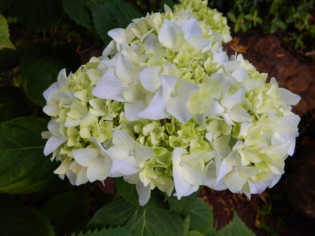 夏至の第二十九候「菖蒲華 (あやめはなさく)」_c0025115_22200747.jpg