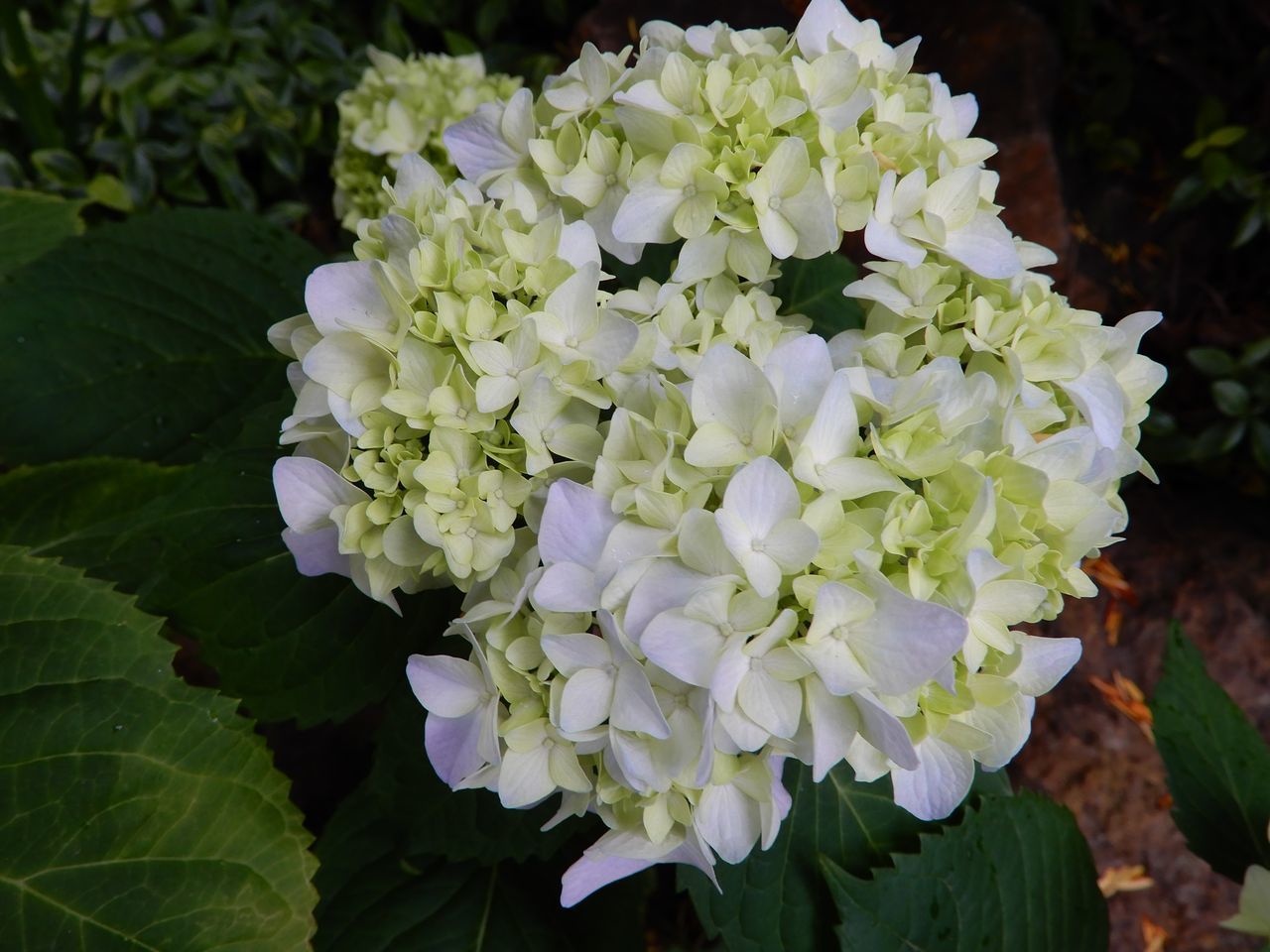 夏至の第二十九候「菖蒲華 (あやめはなさく)」_c0025115_22203921.jpg