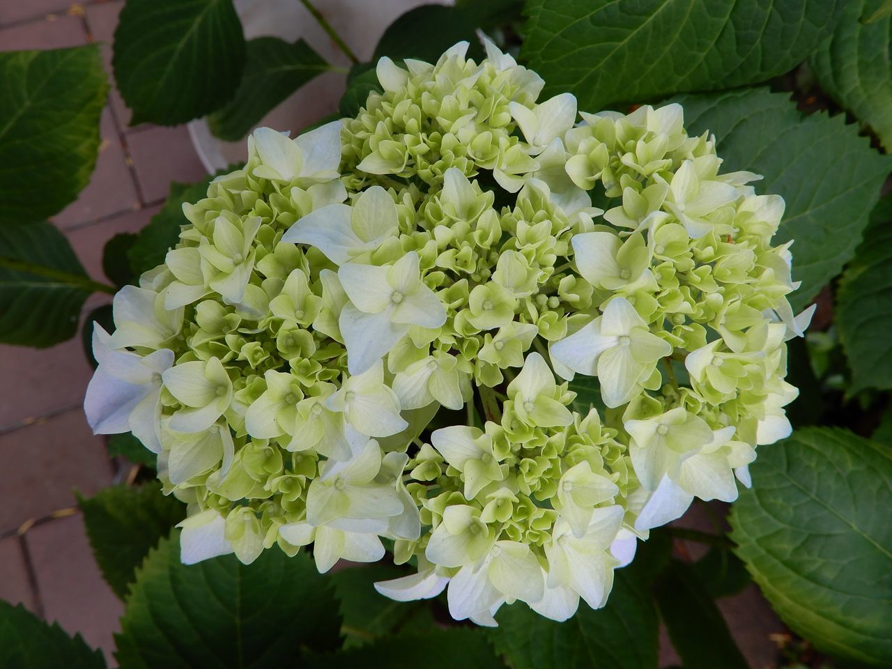 夏至の第二十九候「菖蒲華 (あやめはなさく)」_c0025115_22213484.jpg