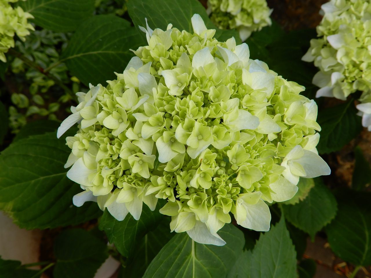 夏至の第二十九候「菖蒲華 (あやめはなさく)」_c0025115_22224784.jpg