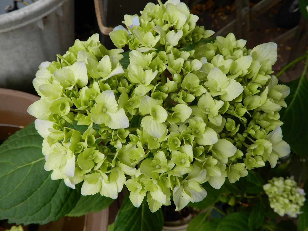 夏至の第二十九候「菖蒲華 (あやめはなさく)」_c0025115_22252326.jpg