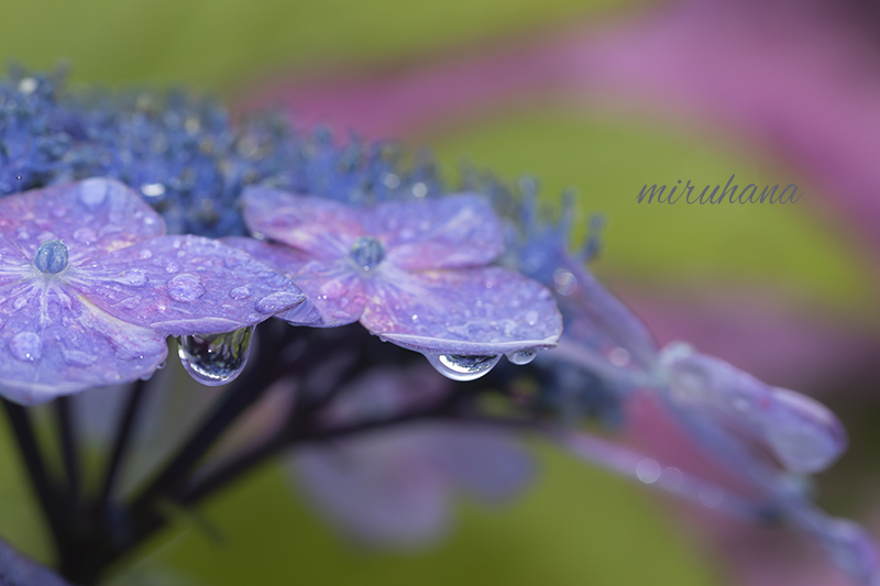 雨の日の楽しみ方。_c0037519_01534192.jpg