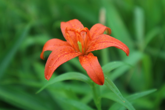 花散策 ヒメユリ ワタナベソウ他 山に癒されて