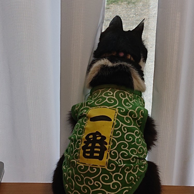 家の中にもミタゾノが!_e0145441_23181178.jpg