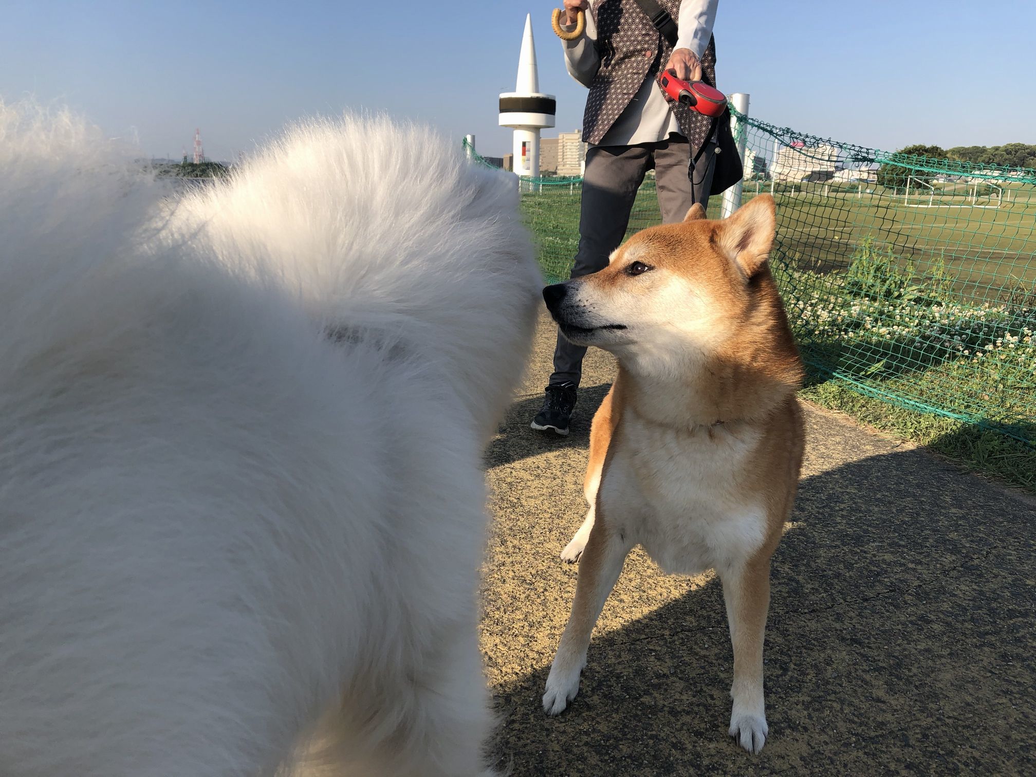 2020年6月前半 インスタ写真集 その1 _f0128542_01591289.jpg