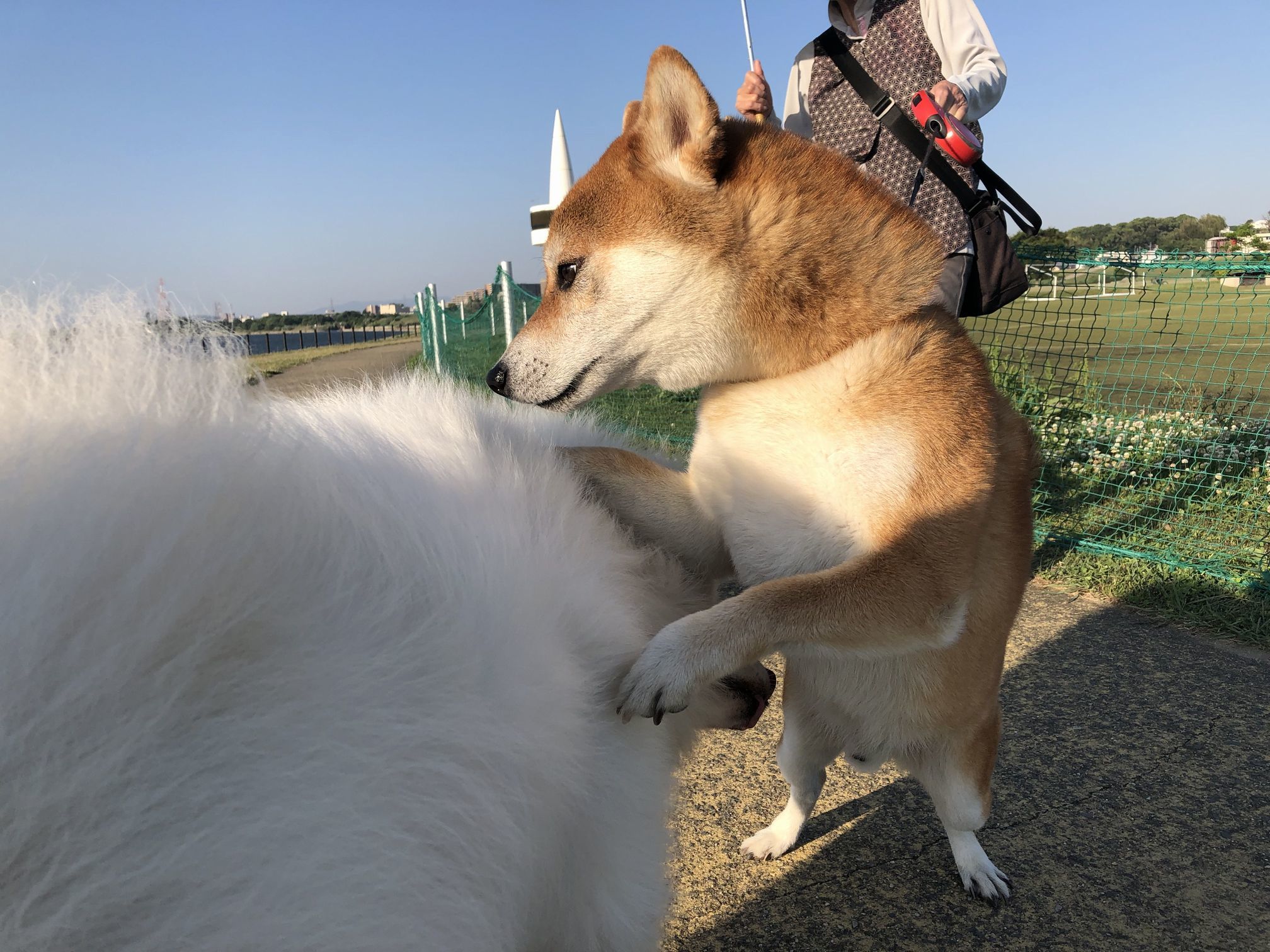 2020年6月前半 インスタ写真集 その1 _f0128542_02001971.jpg