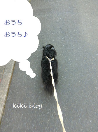 シニア犬 味覚の変化 Kikiブログ シニア犬 味覚の変化 Kikiブログ