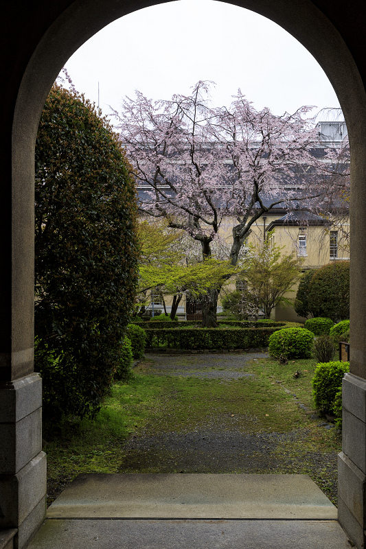 桜咲く京都 京都府庁旧本館の桜たち 花景色 K W C Photoblog