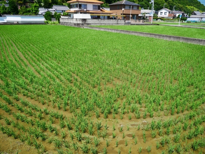 　６月２３日（火）の田園風景　　２０２０-０６-２８　００：００_b0093754_20372359.jpg