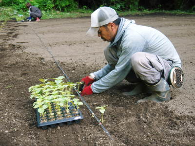 菊池水源産えごま 白えごま令和2年も無農薬で順調に成長中!黒えごま油は今期最後の搾油分入荷しました!_a0254656_18033973.jpg