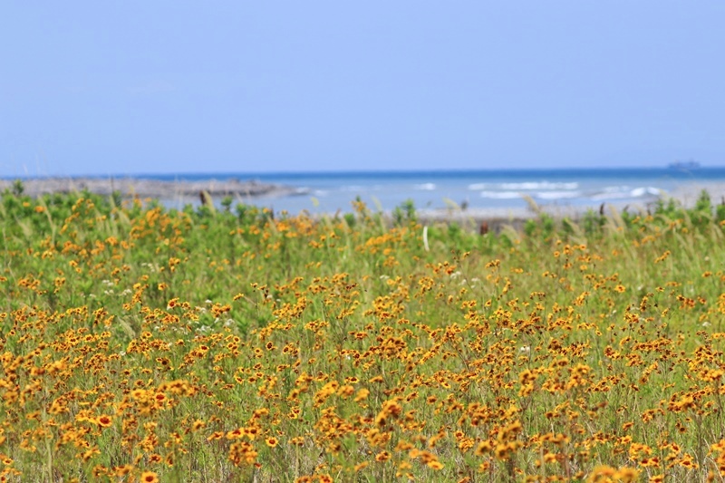 海の近くに咲くハルシャギク♪_a0167759_0354012.jpg