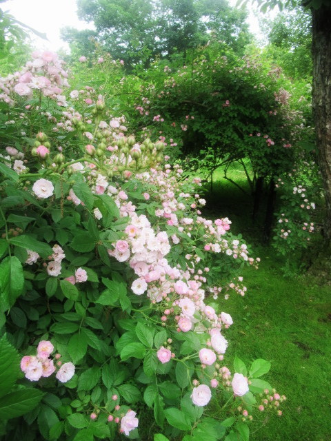 Maison de Lila のフリマ * NAGAYA-KARUIZAWA♪_f0236260_13255990.jpg