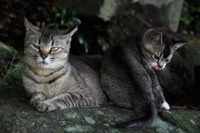 親子猫 おてんとうの ちょっとええ感じ 親子猫 おてんとうの ちょっとええ感じ